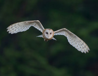 Barn Owl