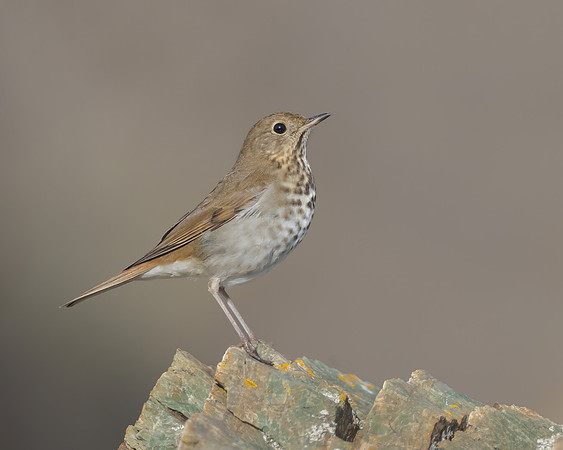 Hermit Thrush