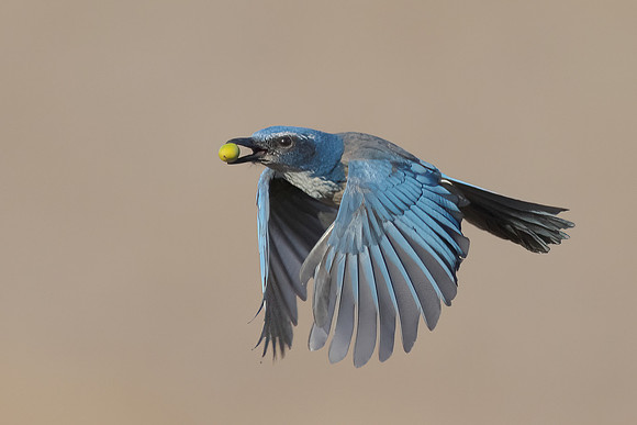 California Scrub-Jay