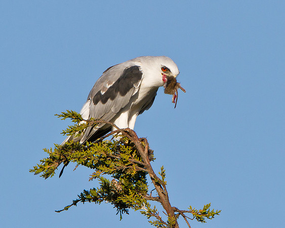 White-tailed Kite, with prey