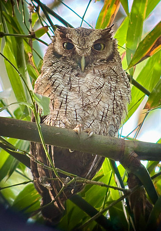 There we got to view a Tropical Screech Owl. This is a digiscoped photo Edwin took with my iPhone and his spotting scope.