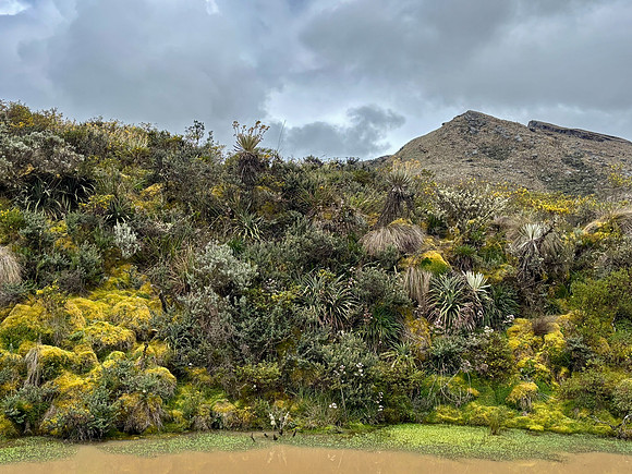 Although there were no trees at Sumapaz (due to the high altitude) there was plenty of vegetation.