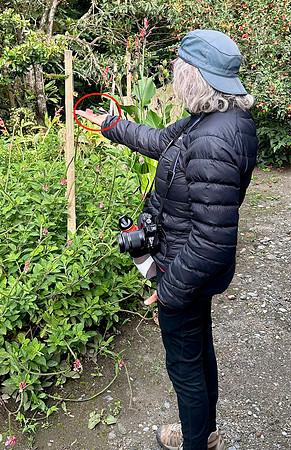 Jill was thrilled to have an Indigo-capped Hummingbird perch on her palm.