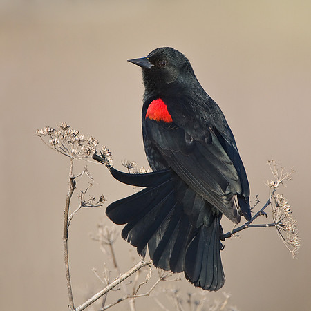 Red-winged Blackbird