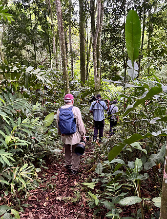 At Tinamu Lodge we took this trail to see the Blue-lored Antbirds, named Julio and Julia.