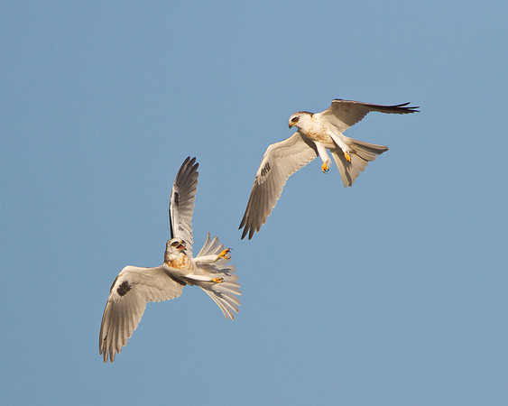 White-tailed Kites, juveniles