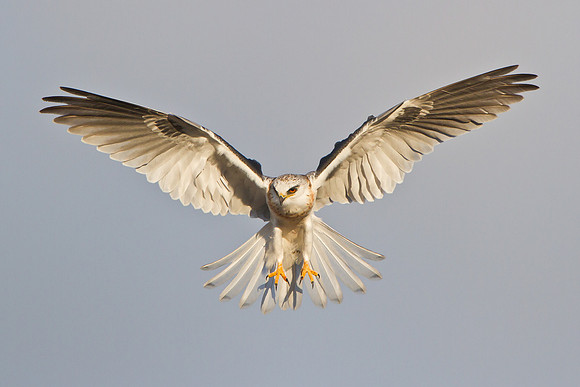 White-tailed Kite, juvenile