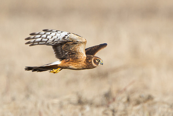 Northern Harrier