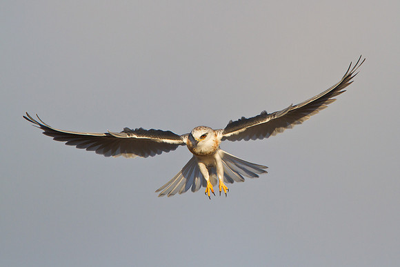 White-tailed Kite