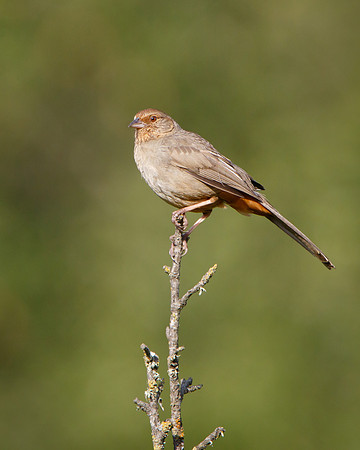 California Towhee