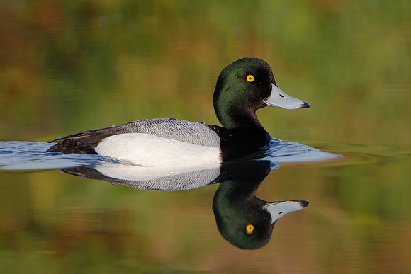 Greater Scaup