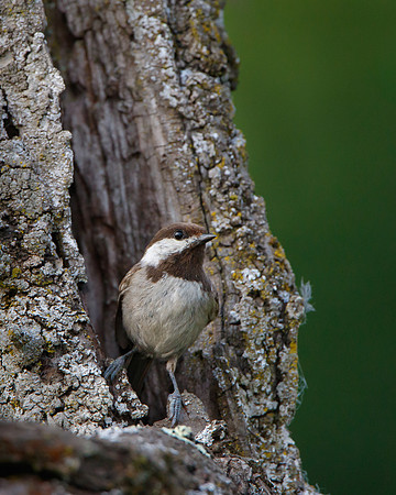 Chestnut-backed Chickadee, at nest entrance