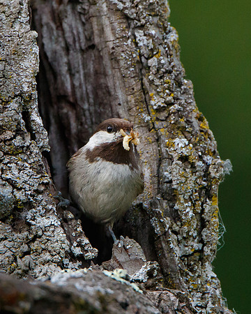 Chestnut-backed Chickadee, at nest entrance