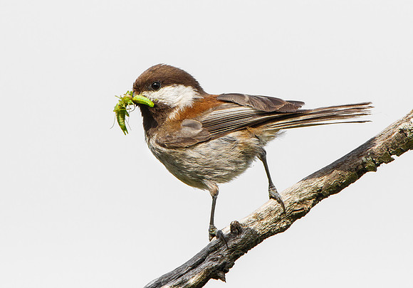 Chestnut-backed Chickadee, with food for nearby chicks