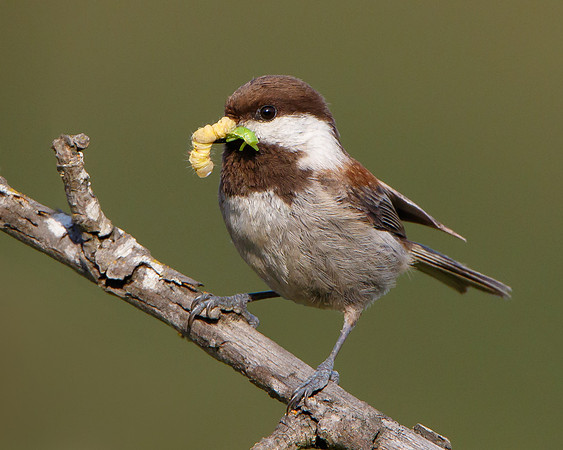 Chestnut-backed Chickadee, with food for nearby chicks