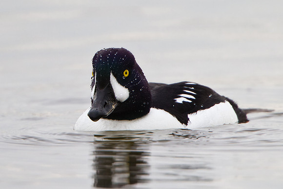 Barrow's Goldeneye