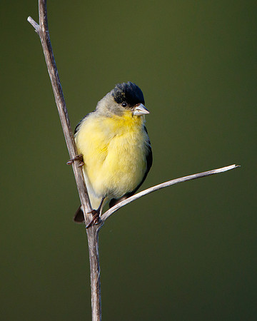 Lesser Goldfinch