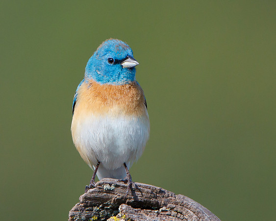 Lazuli Bunting