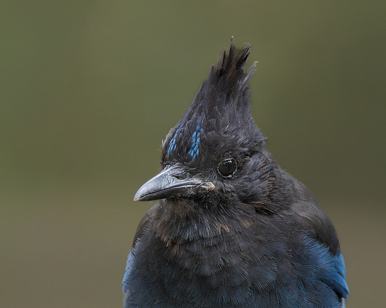 Steller's Jay