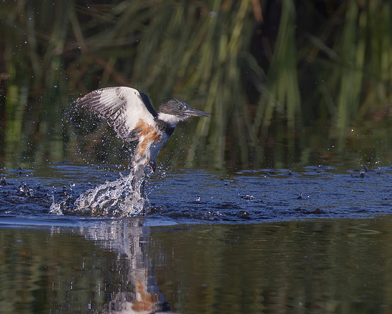 Belted Kingfisher