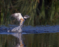 Belted Kingfisher