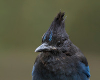 Steller's Jay