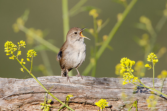 House Wren