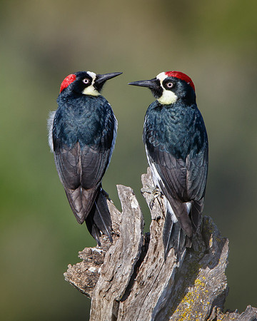 Acorn Woodpeckers, female and male