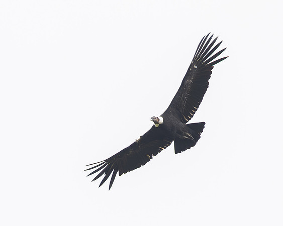 We watched an Andean Condor -- with a 10 ft wingspan -- soaring overhead.