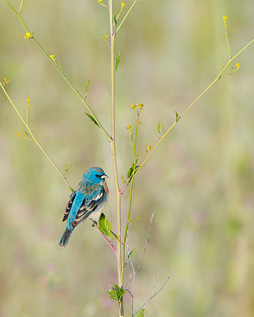 Lazuli Bunting