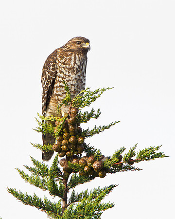 Red-shouldered Hawk, juvenile