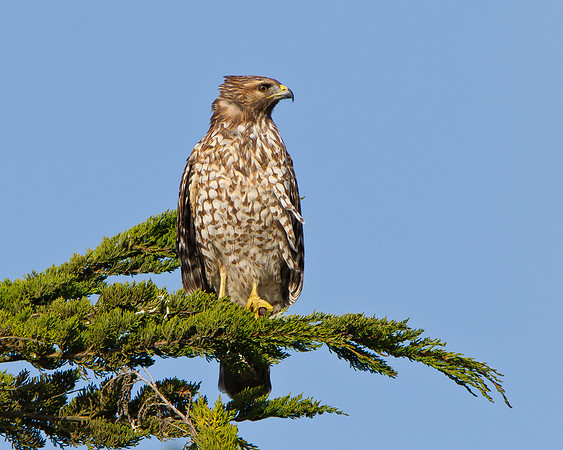 Red-shouldered Hawk, juvenile