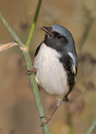 Black-throated Blue Warbler, feeding on aphid
