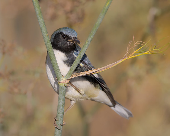 Black-throated Blue Warbler