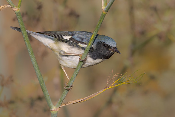 Black-throated Blue Warbler