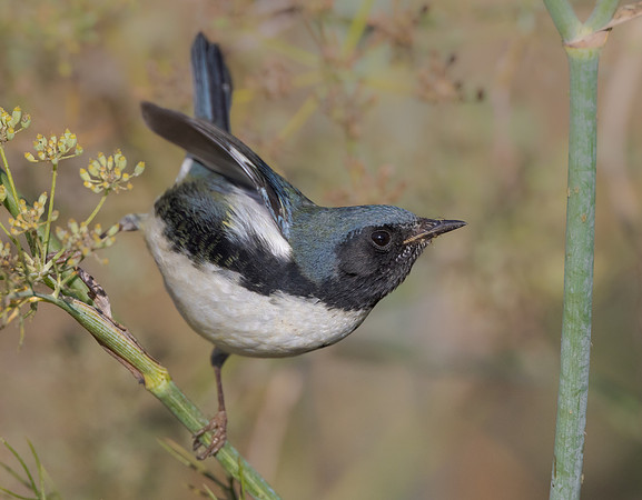Black-throated Blue Warbler