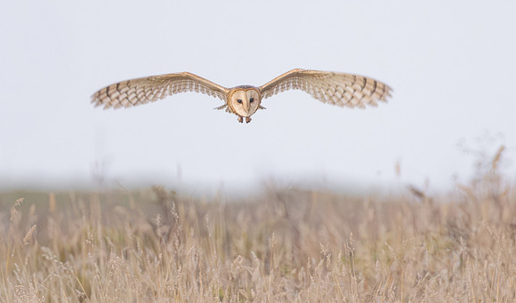 Barn Owl