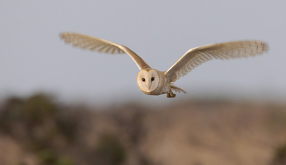Barn Owl
