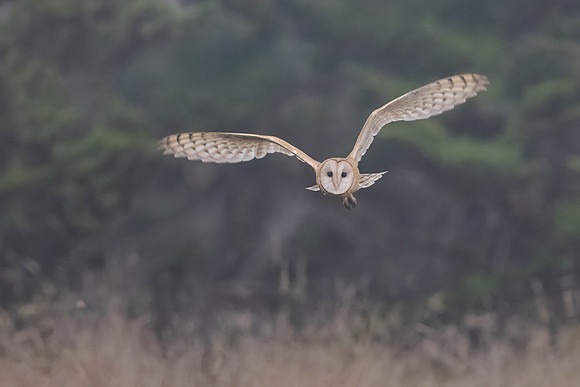 Barn Owl