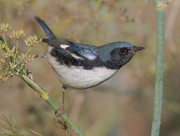 Black-throated Blue Warbler