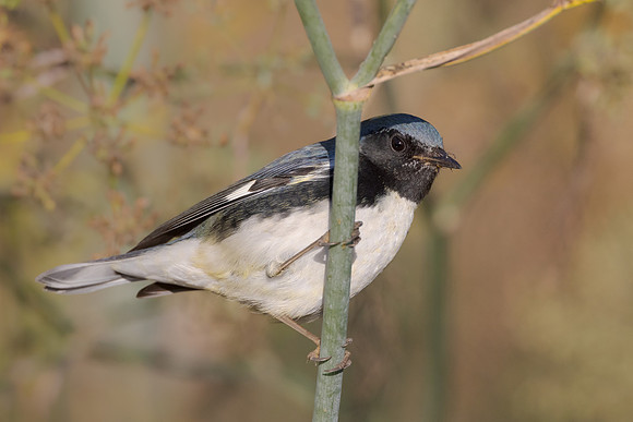 Black-throated Blue Warbler