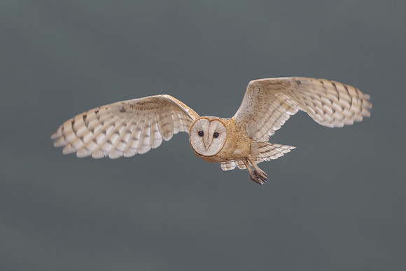 Barn Owl