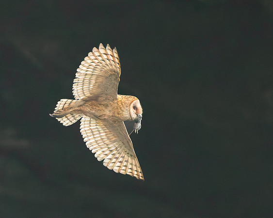 Barn Owl