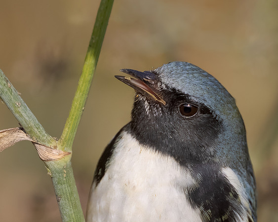Black-throated Blue Warbler, feeding on aphid