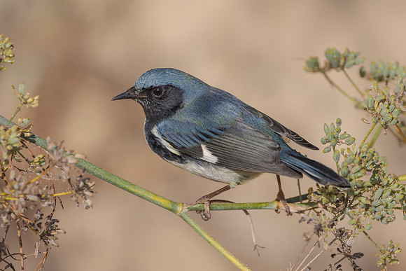Black-throated Blue Warbler