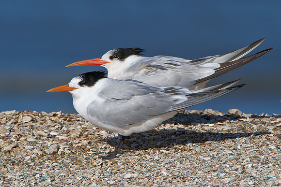 Elegant Terns