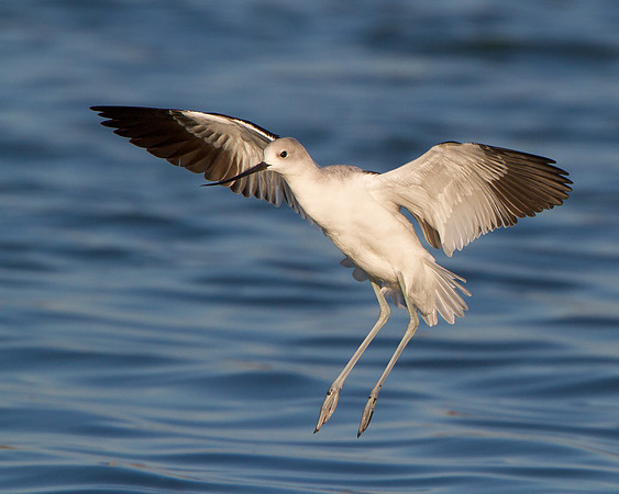 American Avocet