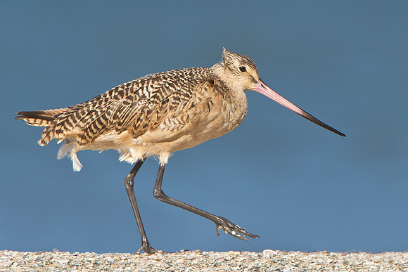 Marbled Godwit