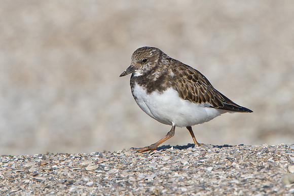 Ruddy Turnstone, winter plumage