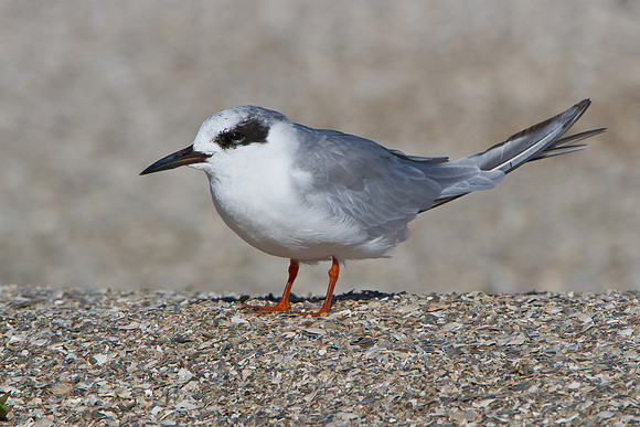 Forster's Tern